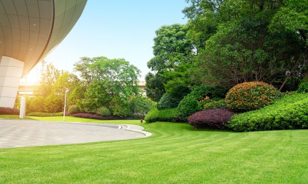 Commercial Shrub Trimming in Sparks