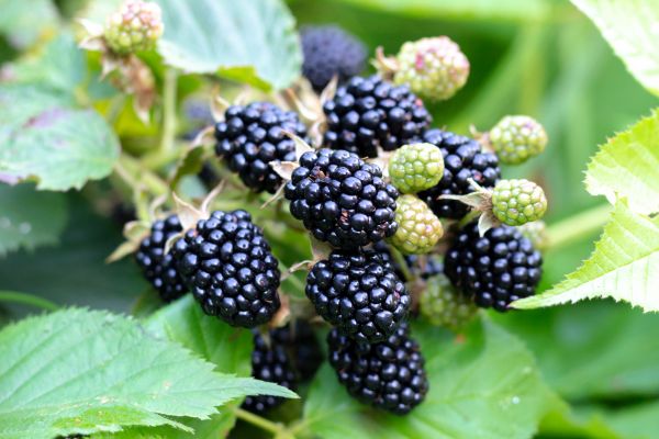 Blackberry Bush Removal in Sparks