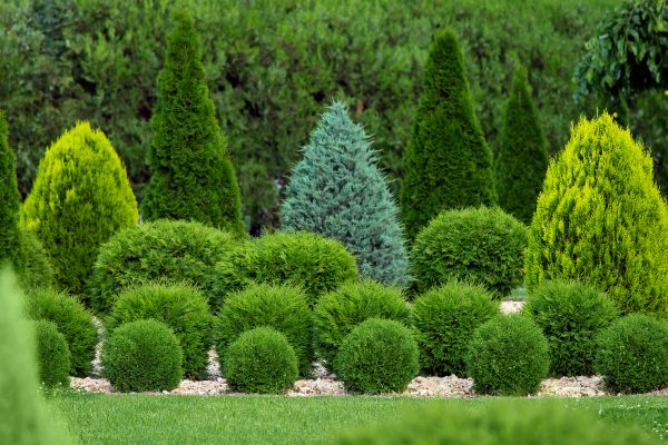 Bush Shaping Service in Sparks
