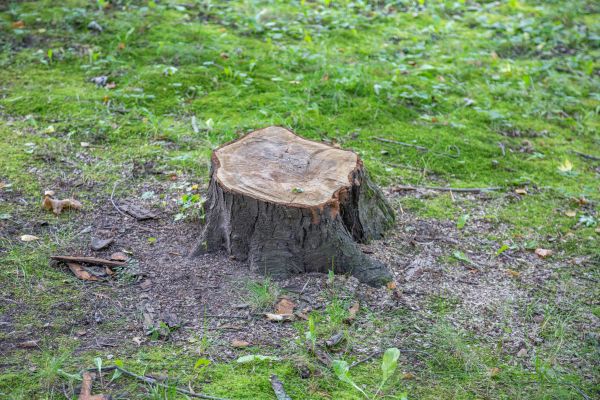 Bush Stump Removal in Sparks