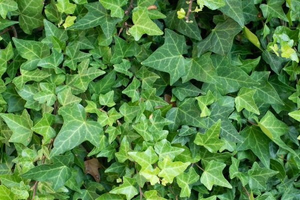 English Ivy Removal in Sparks