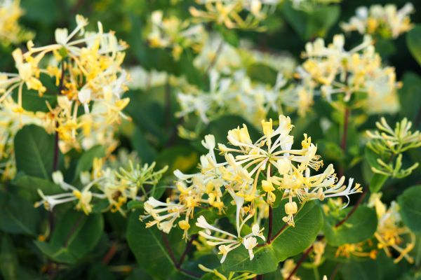 Honeysuckle Removal in Sparks