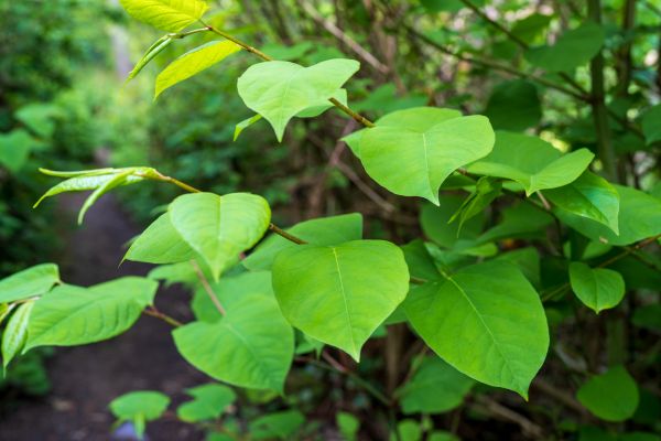 Invasive Plant Removal in Sparks