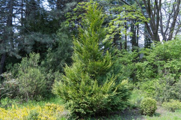 Juniper Pruning in Sparks