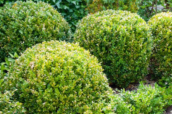 Landscape Trimming Service in Sparks
