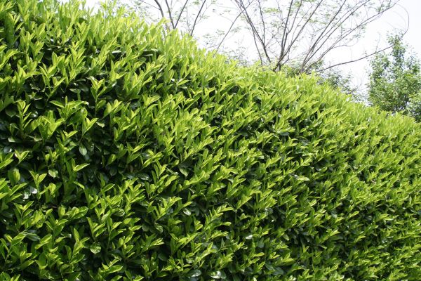Laurel Removal in Sparks