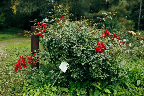 Rose Bush Removal in Sparks