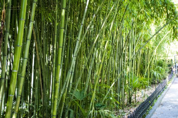 Bamboo Root Removal in Sparks