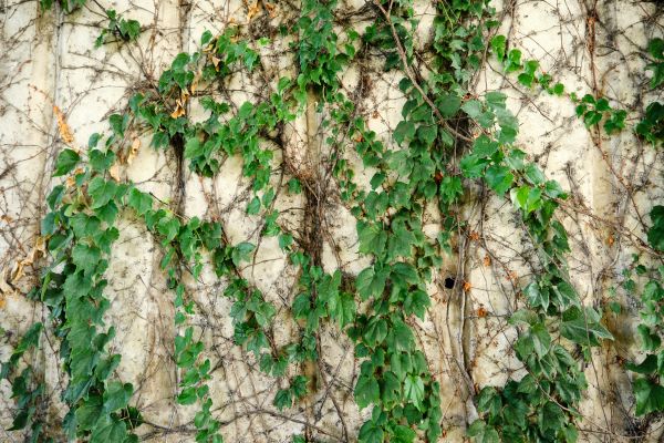Vine Removal Service in Sparks