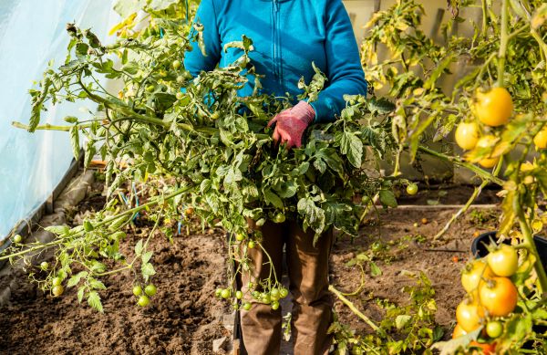Garden Plant Removal in Sparks