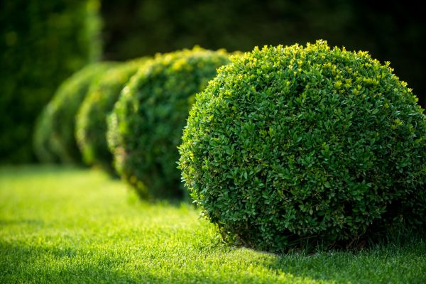 Bush Pruning in Sparks