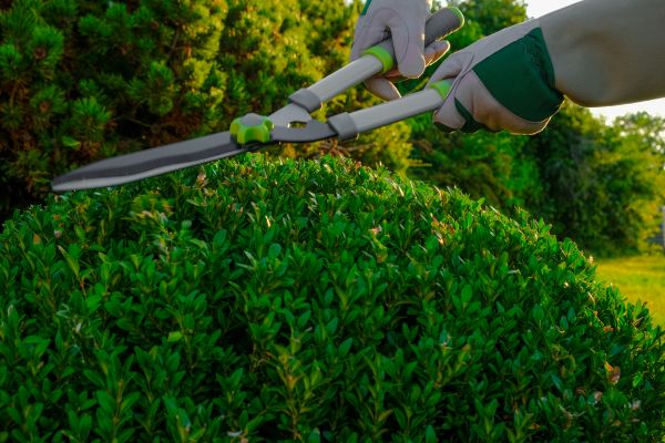 Topiary Shearing in Sparks