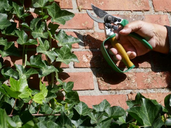 Ivy Removal Service in Sparks