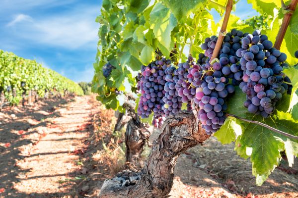 Grapevine Pruning in Sparks