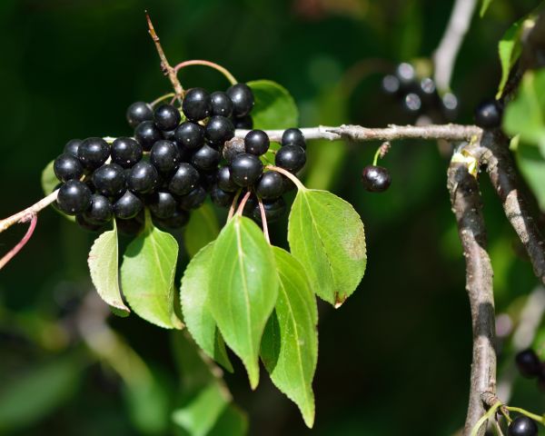 Buckthorn Removal in Sparks