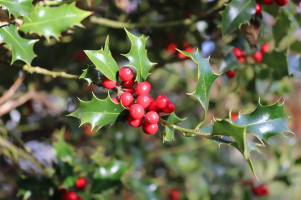 Holly Tree Trimming in Sparks
