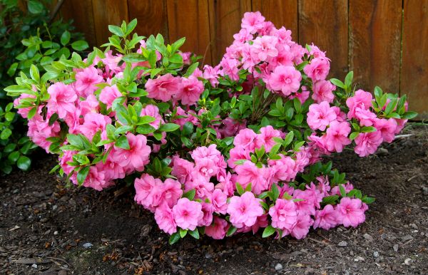 Azaleas Removal in Sparks