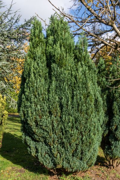 Juniper Trimming in Sparks
