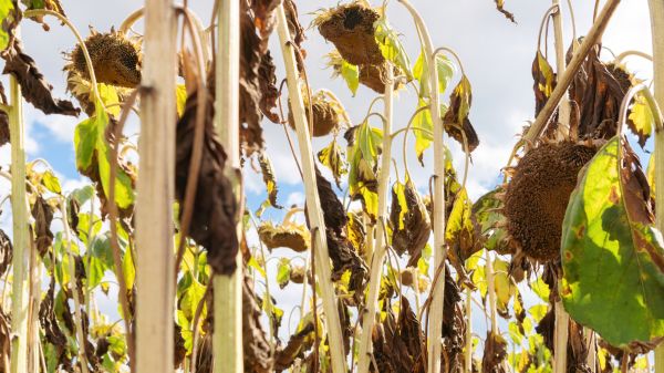 Dead Plant Removal in Sparks