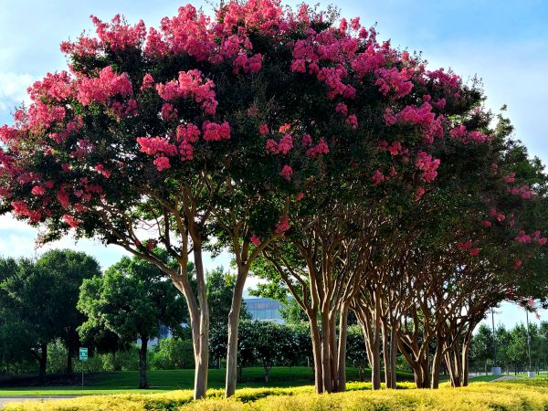 Crepe Myrtle Pruning in Sparks