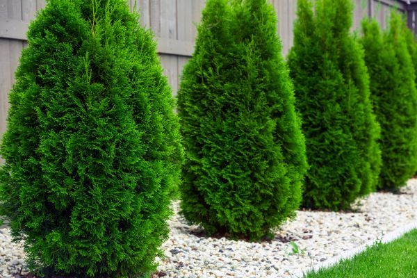 Arborvitae Pruning in Sparks