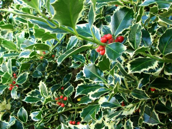 Holly Bushes Trimming in Sparks