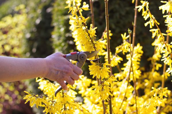 Forsythia Pruning in Sparks