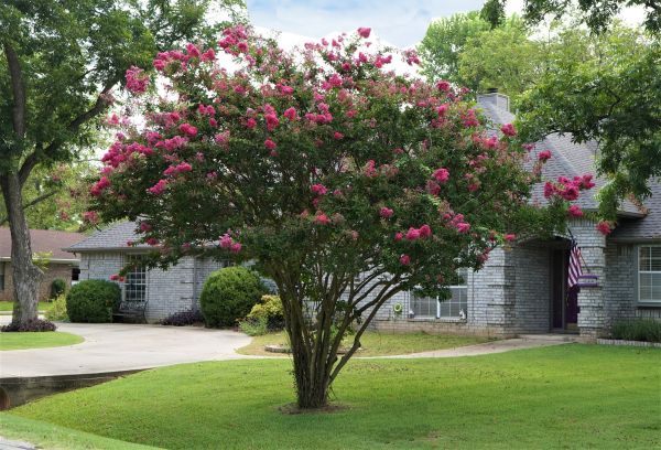 Crepe Myrtle Trimming in Sparks