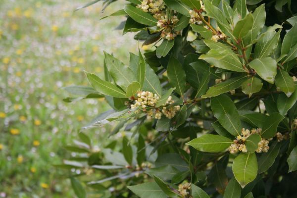 Laurel Trimming in Sparks