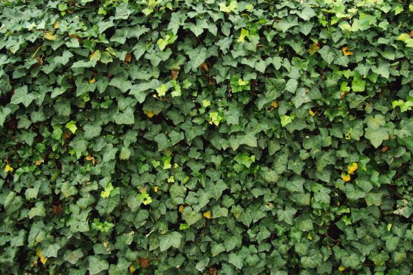 Ivy Pruning service in Sparks