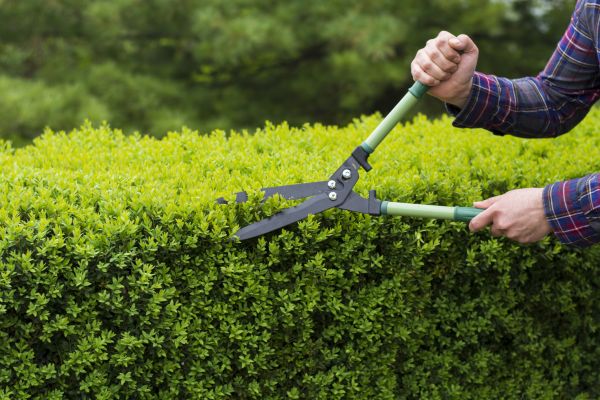 Evergreen Shrub Pruning in Sparks