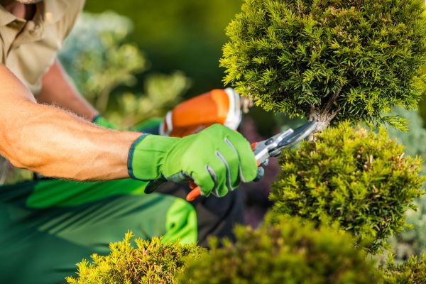 Landscape Pruning Service in Sparks