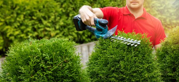 Hedge Shaping Service in Sparks