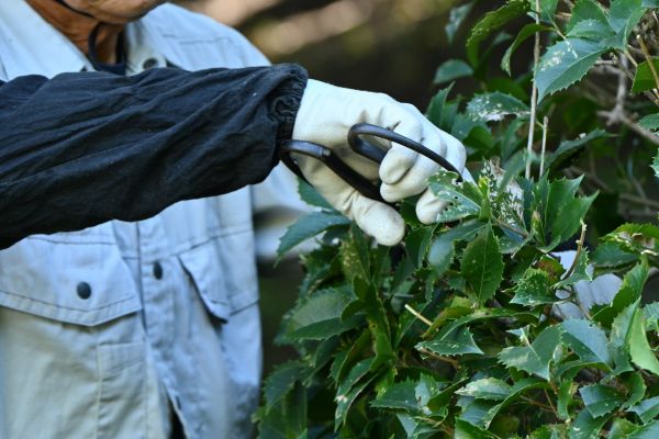 Holly Pruning in Sparks
