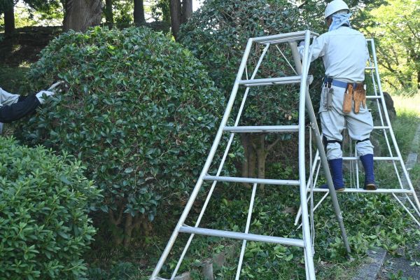 Holly Shaping in Sparks