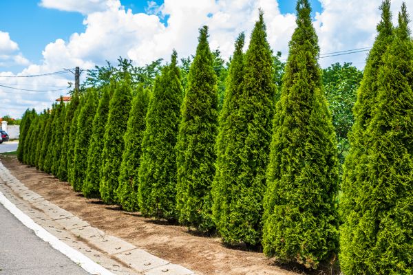 Arborvitae Shearing in Sparks