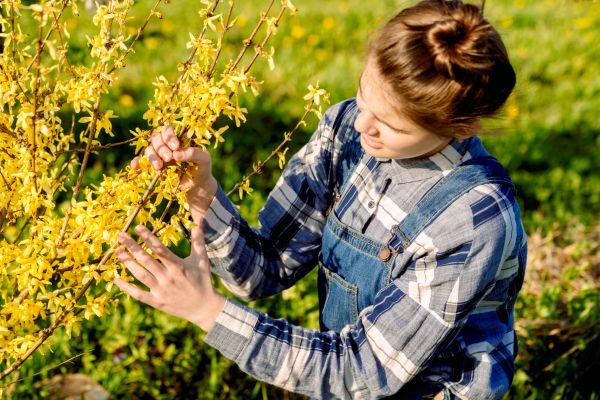 Forsythia Trimming in Sparks