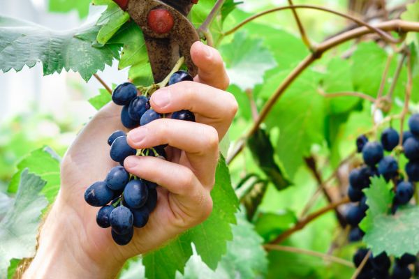 Vineyard Pruning in Sparks