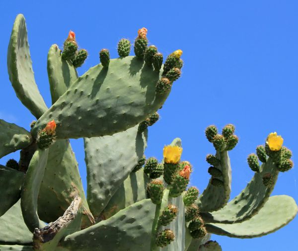 Cactus Removal in Sparks