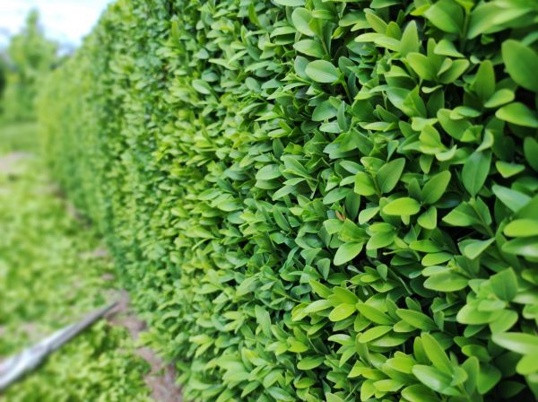 Boxwood Pruning in Sparks