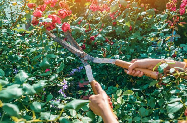 Knockout Roses Pruning in Sparks