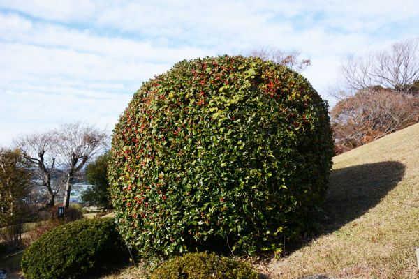 Holly Shrub Pruning in Sparks