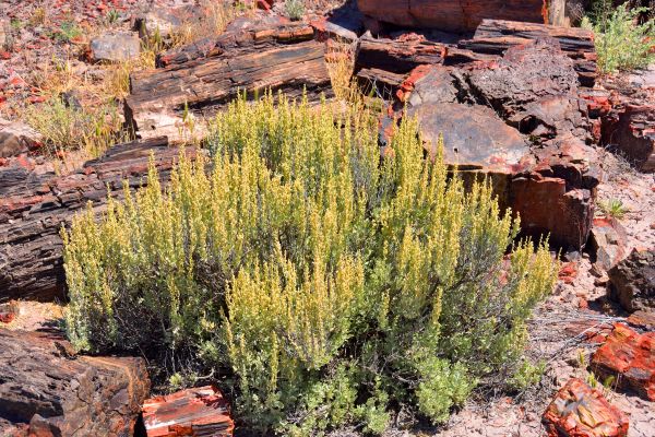 Sagebrush Removal in Sparks