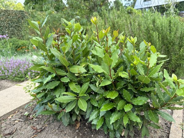 Laurel Hedge Trimming in Sparks