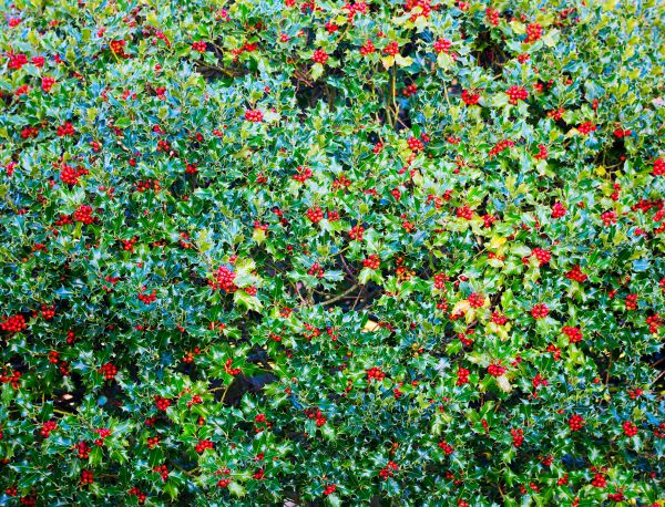 Holly Bush Removal in Sparks