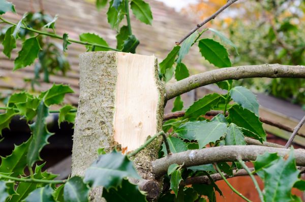 Holly Tree Removal in Sparks