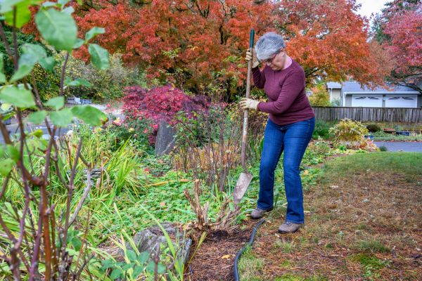 Dead Bush Removal in Sparks