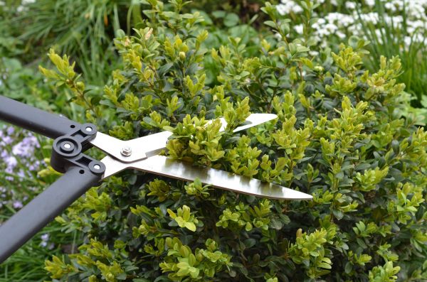 Boxwood Trimming in Sparks