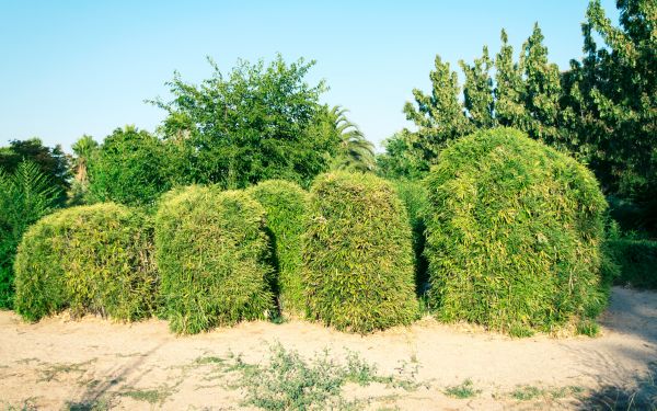 Bamboo Hedge Removal in Sparks