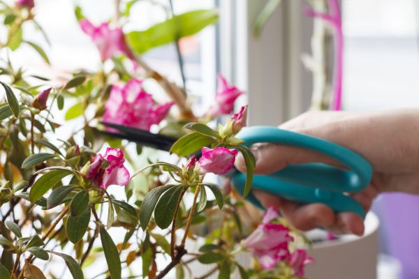Azalea Pruning in Sparks